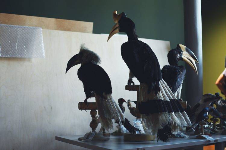 Musée zoologique jardin des sciences (4)