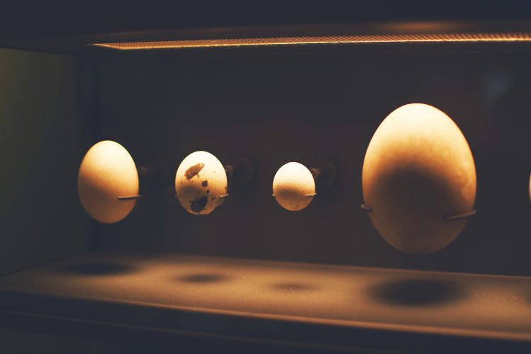 Musée zoologique jardin des sciences (40)
