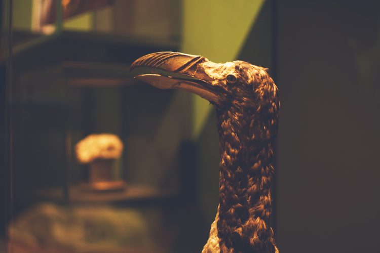 Musée zoologique jardin des sciences (41)