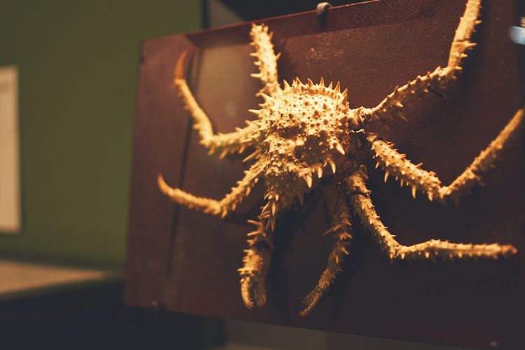 Musée zoologique jardin des sciences (42)