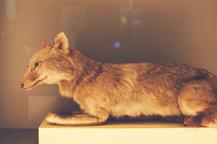 Musée zoologique jardin des sciences (44)