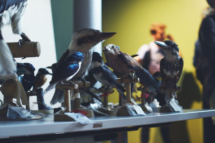 Musée zoologique jardin des sciences (5)