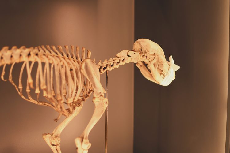 Musée zoologique jardin des sciences (52)