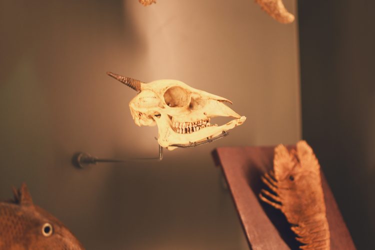 Musée zoologique jardin des sciences (53)