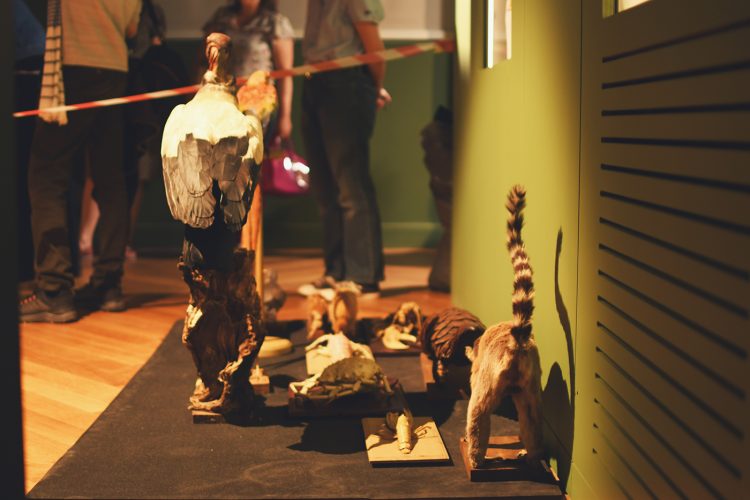 Musée zoologique jardin des sciences (54)