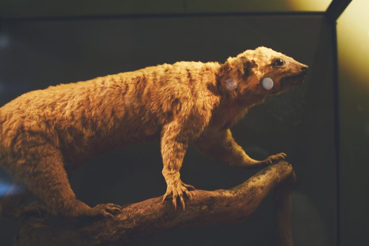 Musée zoologique jardin des sciences (55)