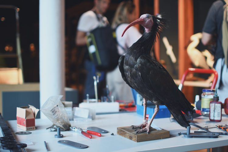 Musée zoologique jardin des sciences (7)