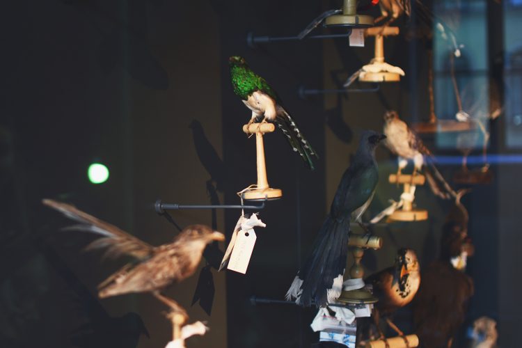 Musée zoologique jardin des sciences (8)