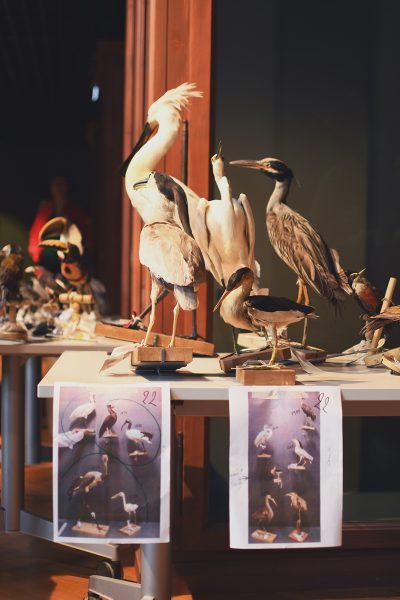Musée zoologique jardin des sciences (9)