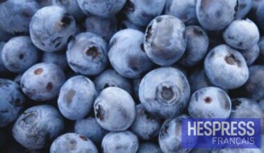 Les exportations de myrtilles marocaines en hausse vers les USA