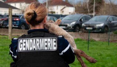 qu'est devenue Bleuette, l'agnelle sauvée par la gendarmerie ?