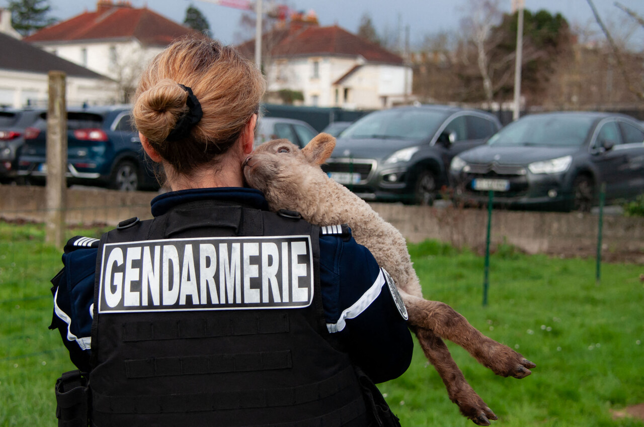 qu'est devenue Bleuette, l'agnelle sauvée par la gendarmerie ?