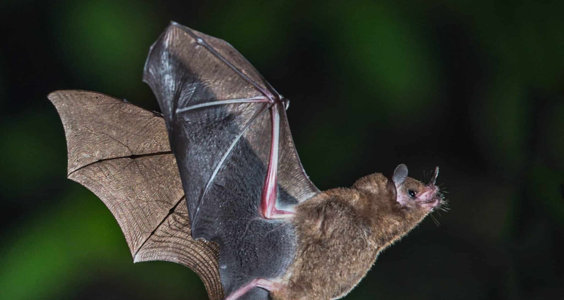 chauve-souris virus