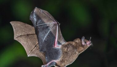 chauve-souris virus