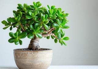 Ce n'est pas un bonsaï mais il porte bonheur : cette plante miniature est parfaite pour votre maison !