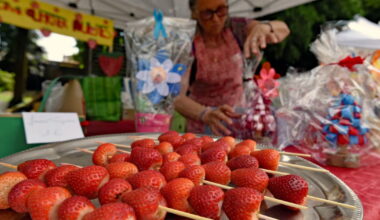 Le « savez-vous » du jour. Savez-vous comment est née la Fête des fraises à Maxéville ?