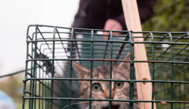 un week-end pour découvrir l’association Cat’Mon Doux