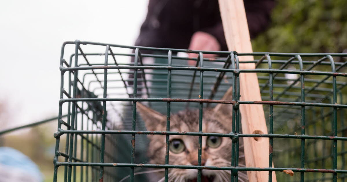 un week-end pour découvrir l’association Cat’Mon Doux