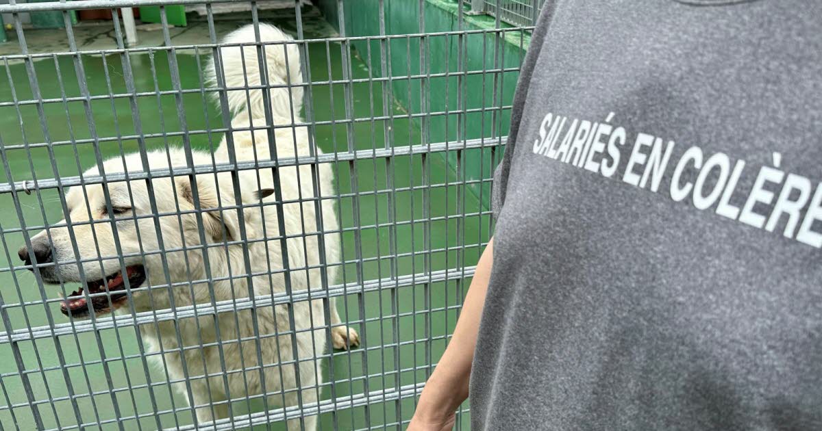 20 salariés refusent que la directrice soit poussée vers la sortie