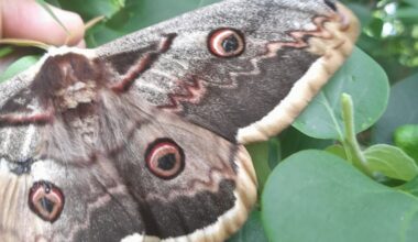 Métropole de Lyon. Le plus grand papillon d’Europe observé dans cette commune de l'Ouest lyonnais