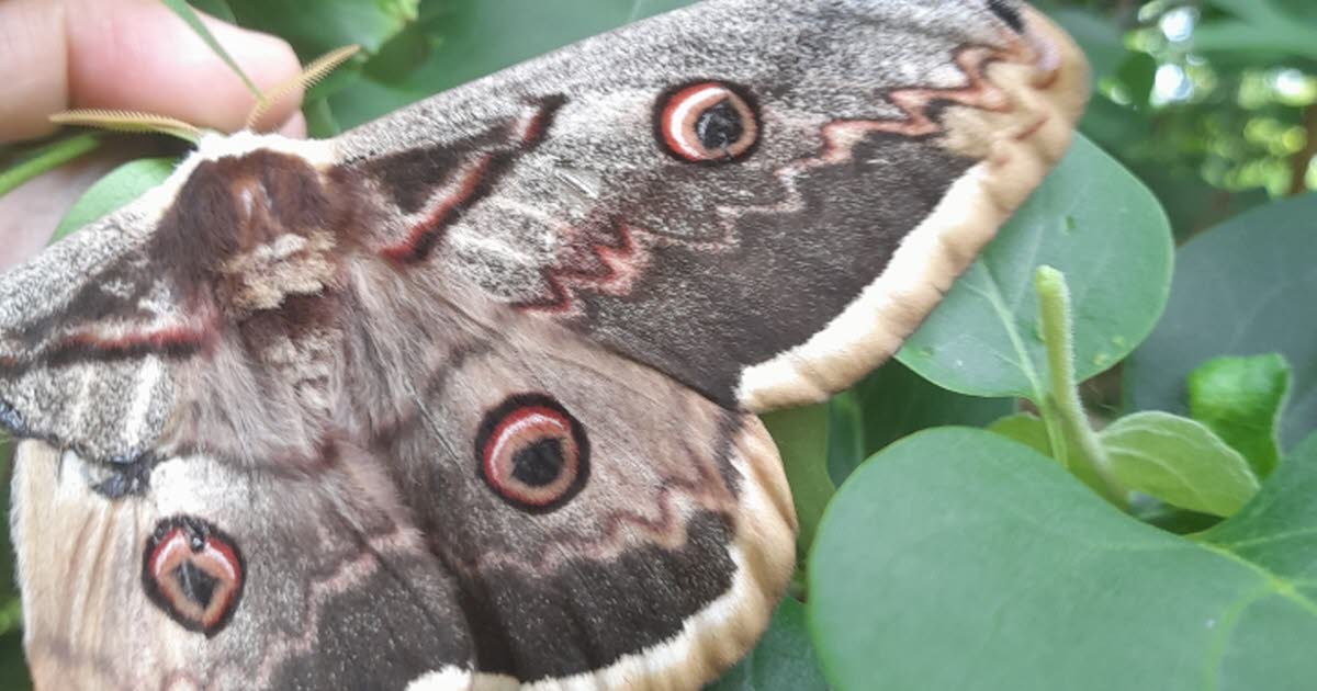 Métropole de Lyon. Le plus grand papillon d’Europe observé dans cette commune de l'Ouest lyonnais