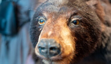 des ours dans le viseur (photographique)