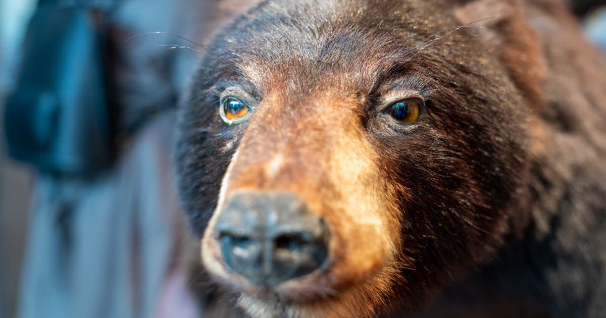 des ours dans le viseur (photographique)