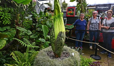 Photos . Le phallus de titan prêt à faire son grand retour au jardin botanique Jean-Marie-Pelt