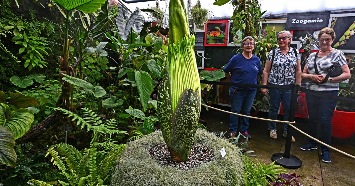 Photos . Le phallus de titan prêt à faire son grand retour au jardin botanique Jean-Marie-Pelt