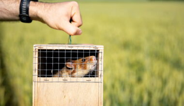 120 grands hamsters lâchés dans les champs