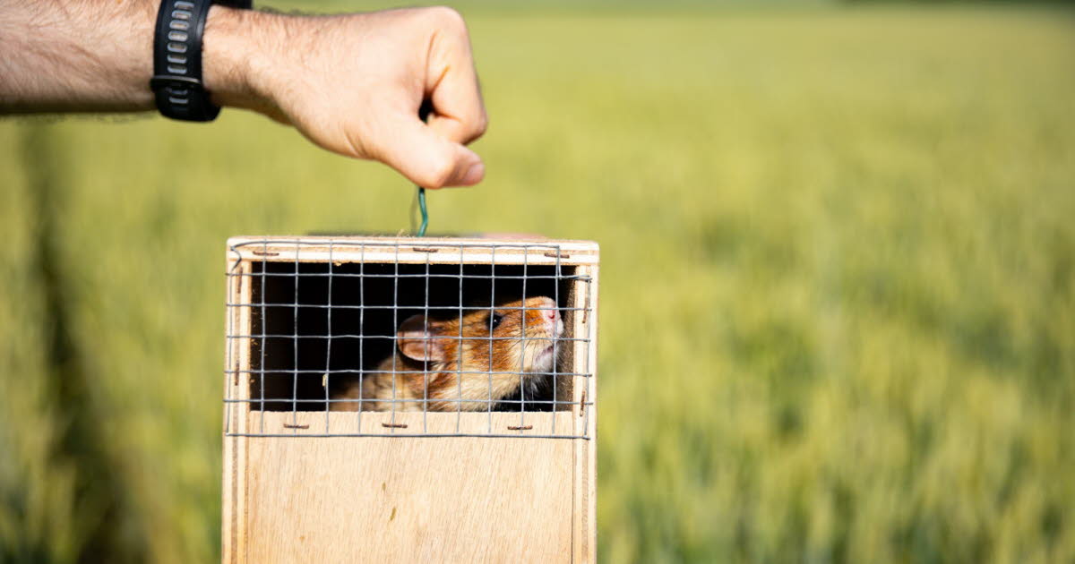 120 grands hamsters lâchés dans les champs