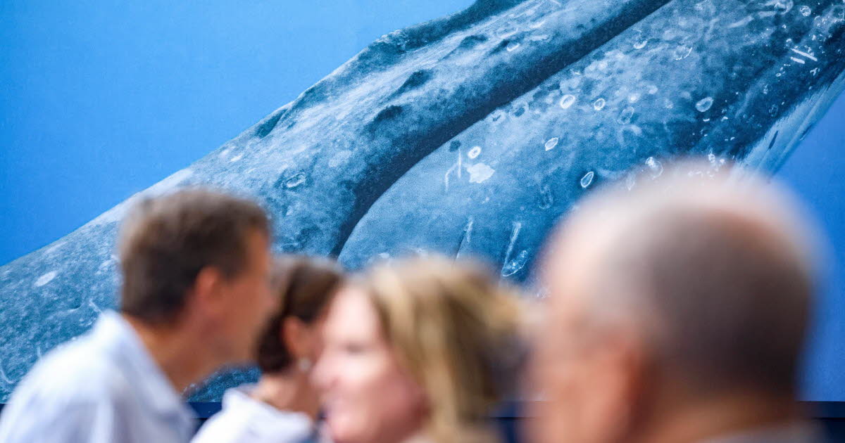 Environnement. Haute mer, aires marines protégées... Quel bilan pour le sommet sur les océans à Nice ?