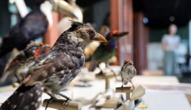 Strasbourg. Derniers réglages et premières images avant la réouverture du Musée zoologique