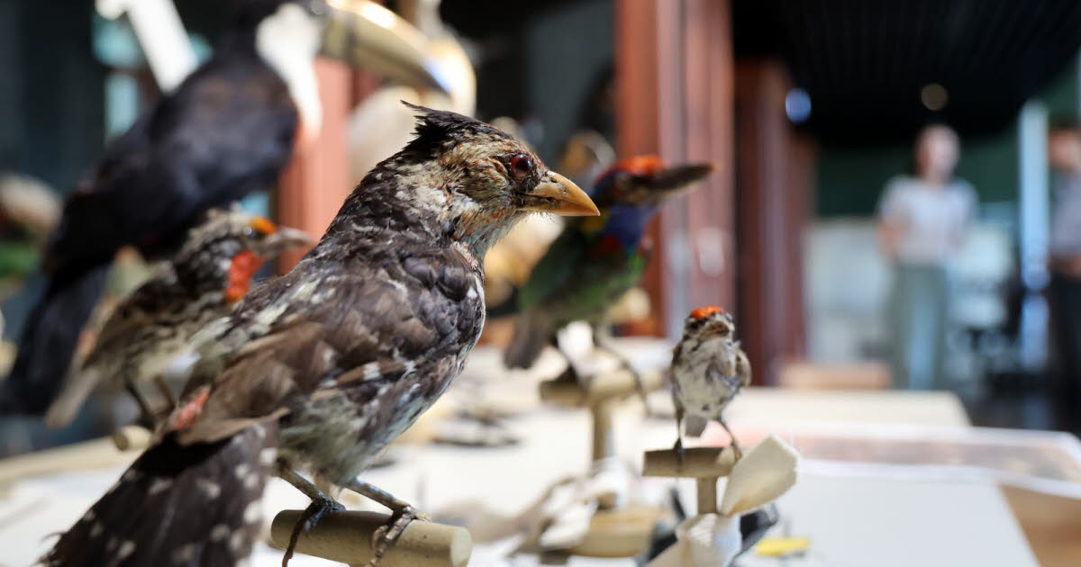 Strasbourg. Derniers réglages et premières images avant la réouverture du Musée zoologique