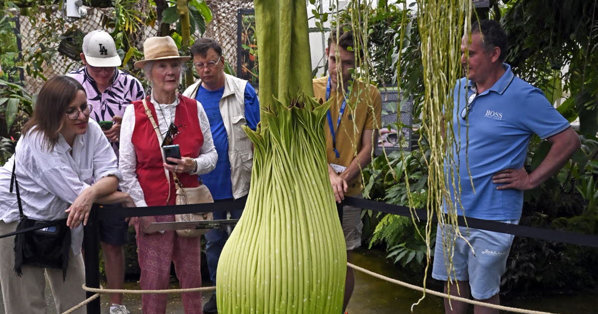 l'éclosion imminente au Jardin botanique Jean-Marie Pelt