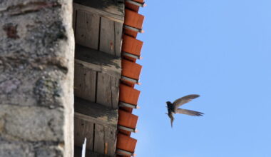 Loire. Saint-Étienne est toujours une ville d’accueil pour le martinet