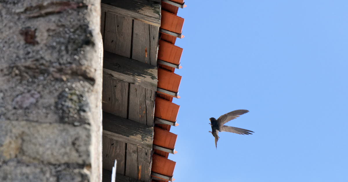 Loire. Saint-Étienne est toujours une ville d’accueil pour le martinet