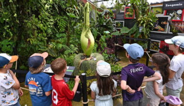 Grand Nancy. La floraison du phallus de titan se fait attendre au jardin botanique Jean-Marie Pelt