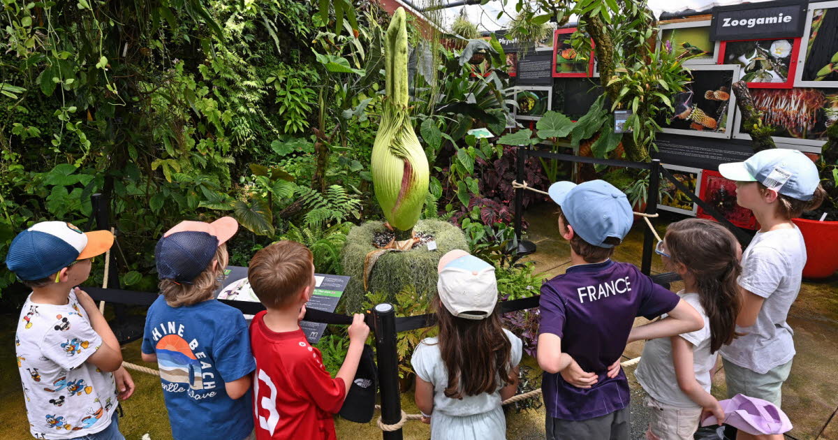 Grand Nancy. La floraison du phallus de titan se fait attendre au jardin botanique Jean-Marie Pelt