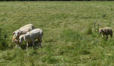 Balade sur la butte Ste-Geneviève entre moutons et papillons