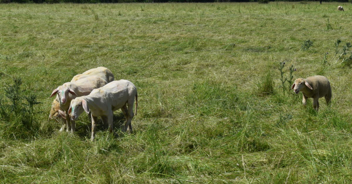 Balade sur la butte Ste-Geneviève entre moutons et papillons