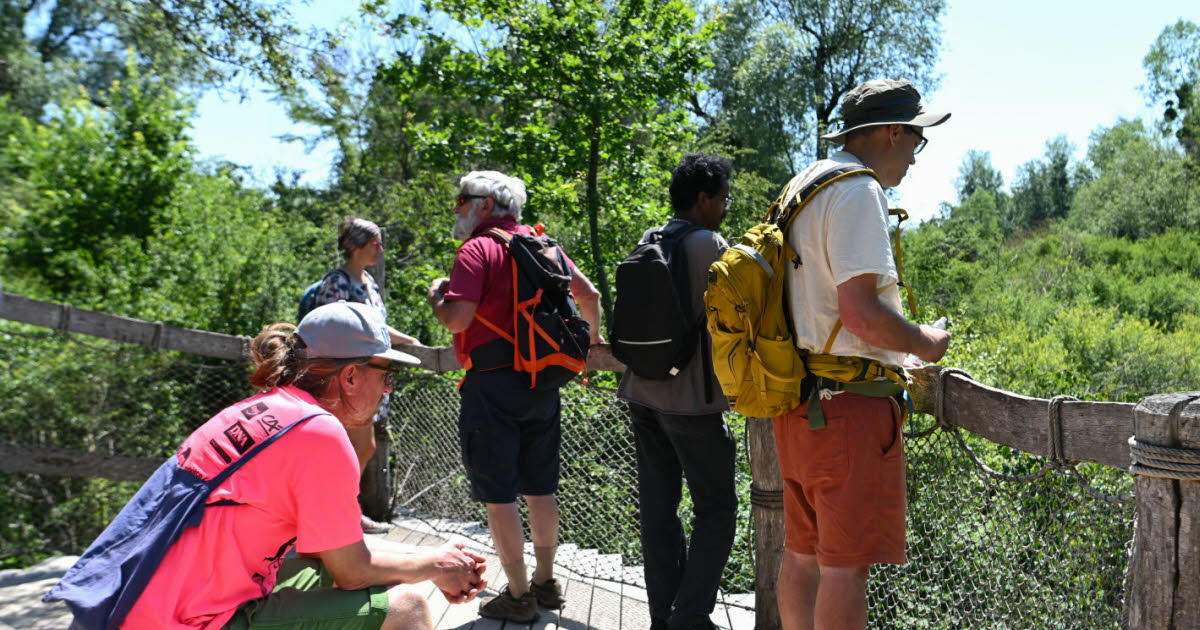 Neuried. Sous un soleil brûlant, balade dans une « forêt tropicale » de poche située à deux pas de Strasbourg