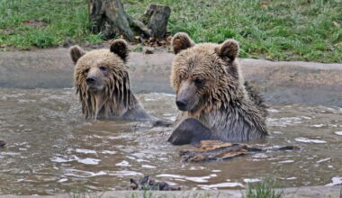 Royaume-Uni. Deux ours s'échappent de leur enclos... et foncent vers une réserve de miel