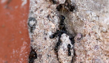 Environnement. Une nouvelle colonie de Tapinoma, ces fourmis très belliqueuses, découverte à Schiltigheim