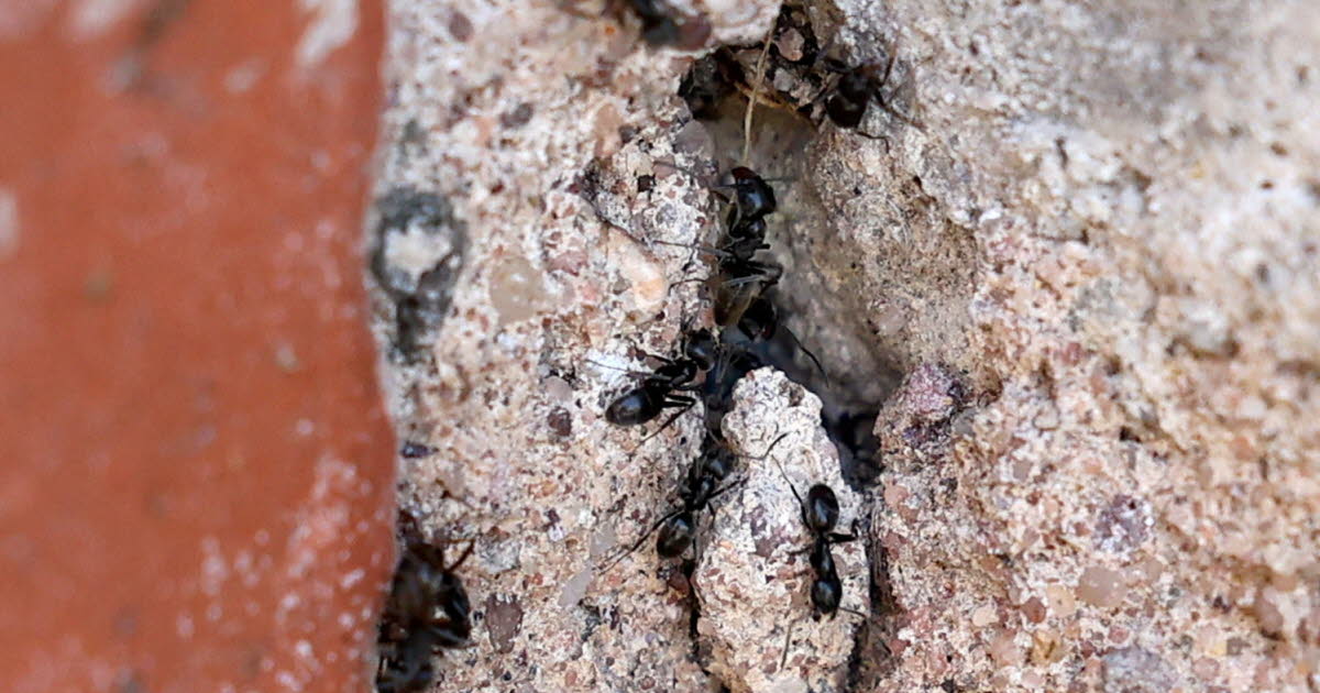 Environnement. Une nouvelle colonie de Tapinoma, ces fourmis très belliqueuses, découverte à Schiltigheim