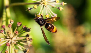 Environnement. Moustiques, guêpes, frelons… : comment vous protéger des insectes et passer un été tranquille - Le Dauphiné Libéré