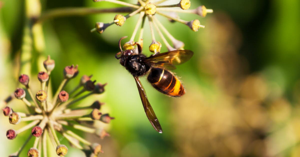 Environnement. Moustiques, guêpes, frelons… : comment vous protéger des insectes et passer un été tranquille - Le Dauphiné Libéré