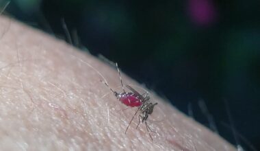 Alsace. Un cas de chikungunya détecté du côté de Lipsheim et Fegersheim, près de Strasbourg