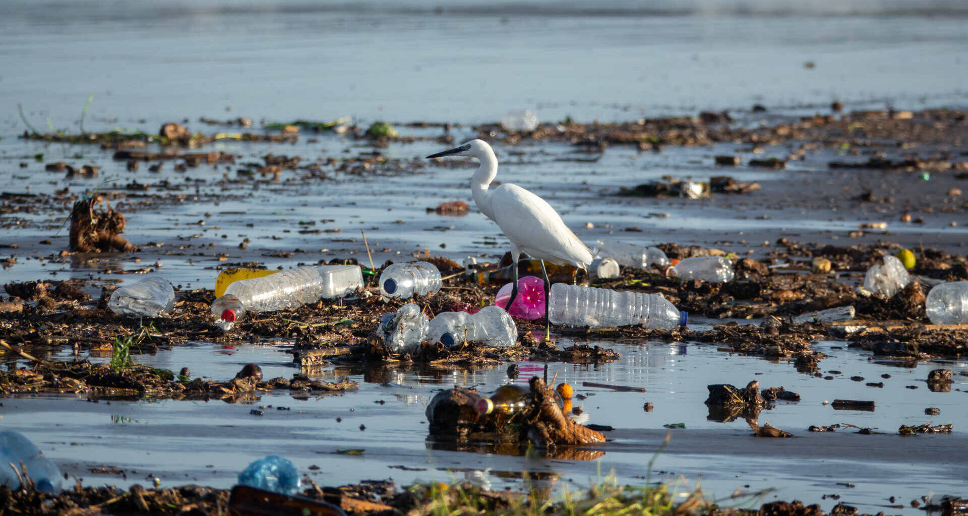 Une aigrette au milieu de déchets plastiques.