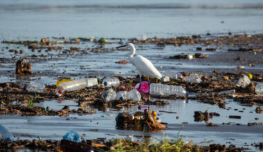 Une aigrette au milieu de déchets plastiques.